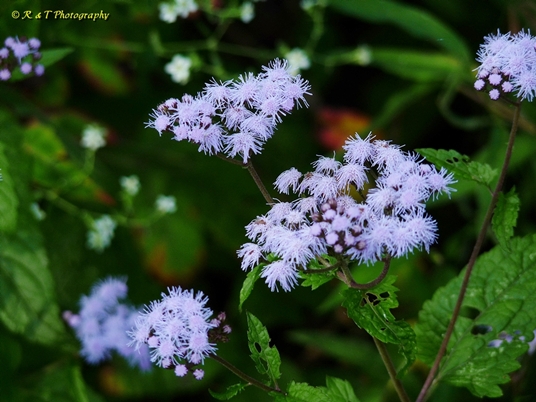 {Conoclinium coelestinum}